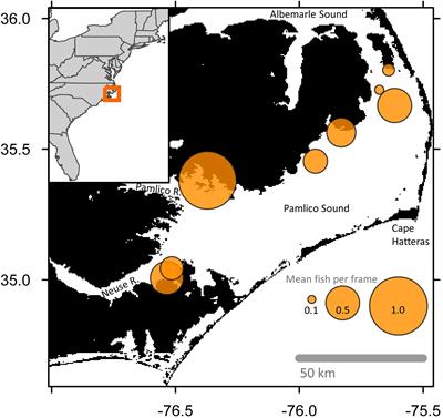 Fish abundance is enhanced within a network of artificial reefs in a large estuary